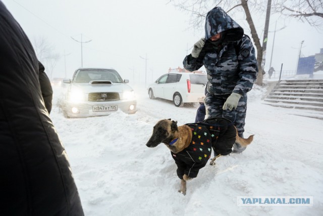 А во Владивостоке снова снежок