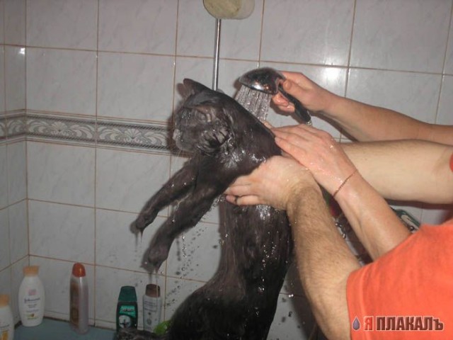 Коты, кошки, котята