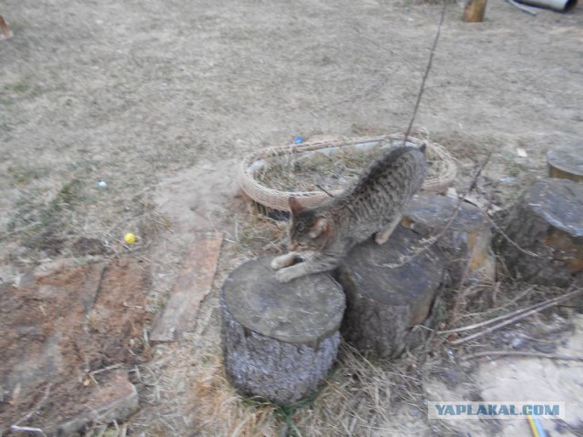 Жизнь домашнего приюта для котеек 107