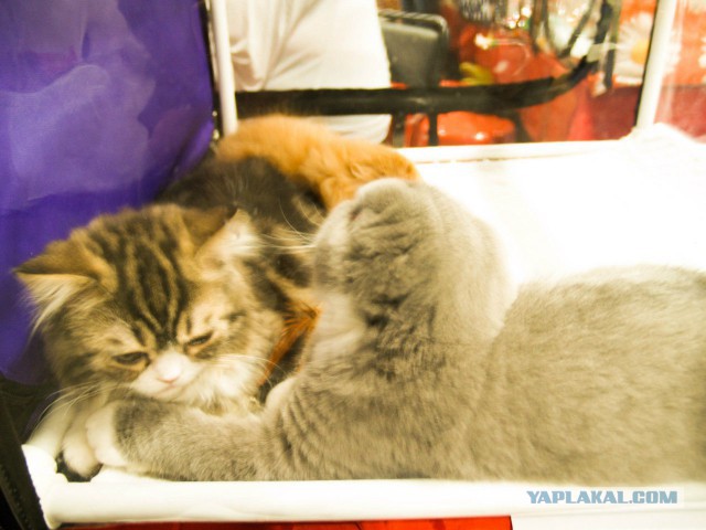 Выставка кошек в Сокольниках