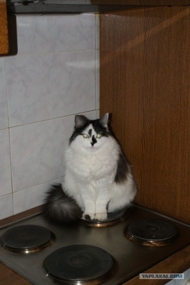 Котовторник 21.06.16