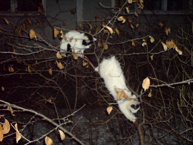 Котомет на вторник (18.12.2007)