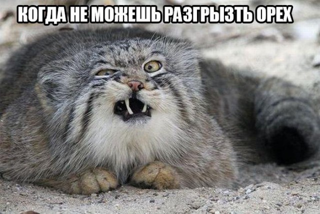 Прикольные животные