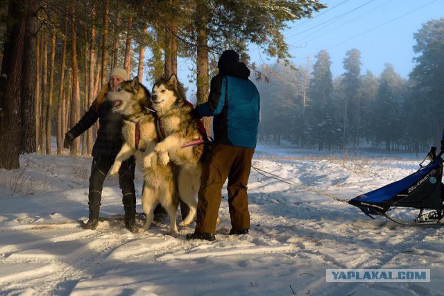 Для любителей лабрадоров