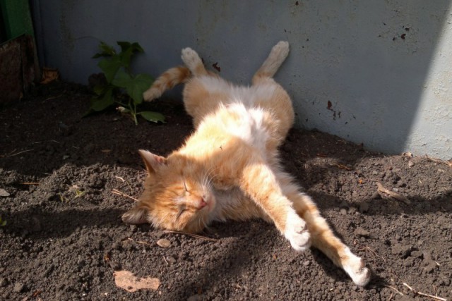 Коты из сети