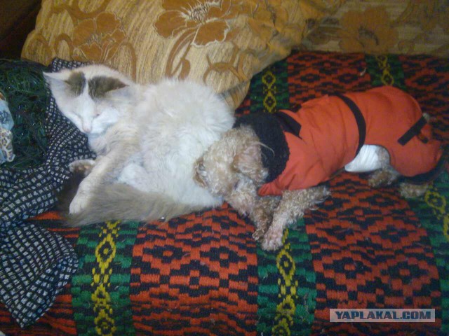 Котовторник 10.01.2017