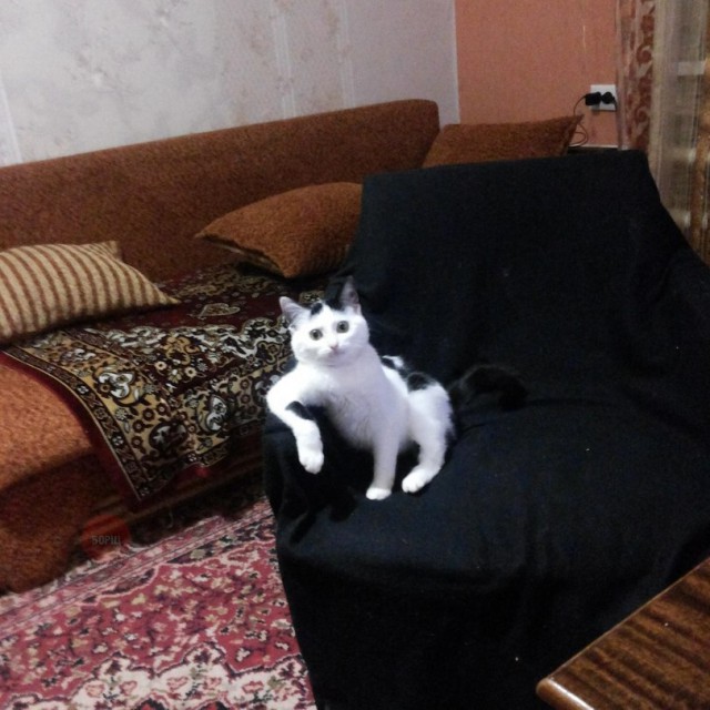 Коты и Кошки