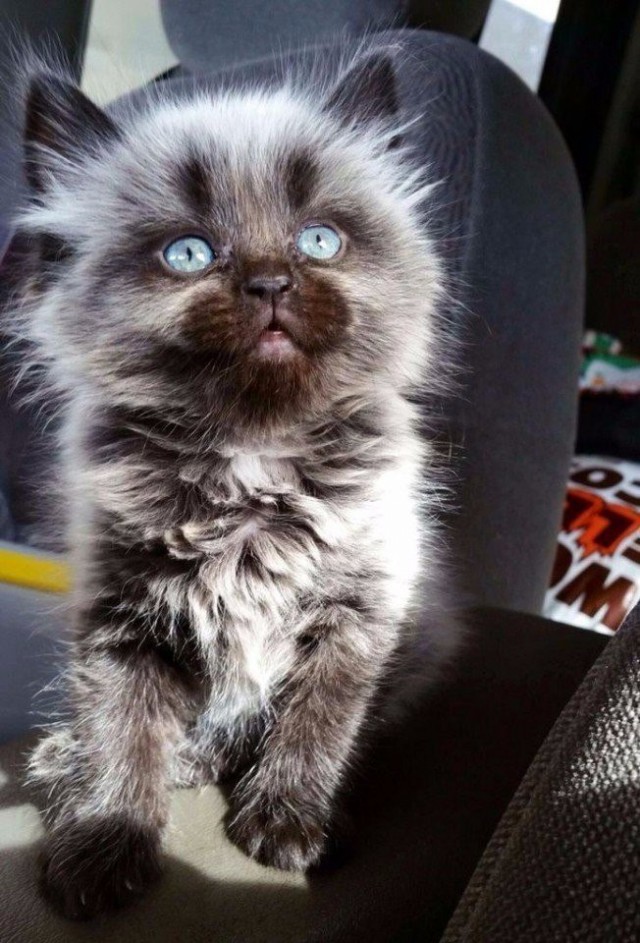 Коты и Кошки