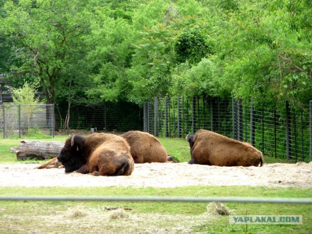 Америка за 2 недели  глазами туриста