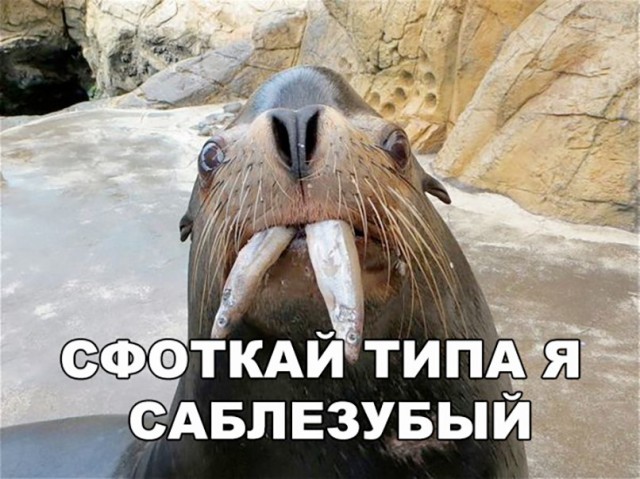 Подборка забавных животных