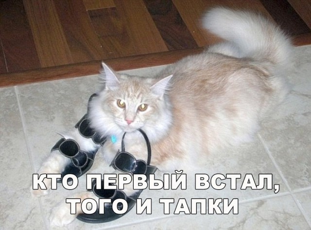 Прикольных котов пост