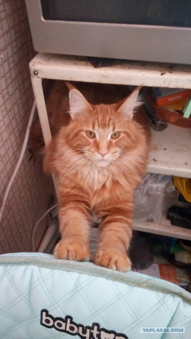 Котовторник 13.03.2018