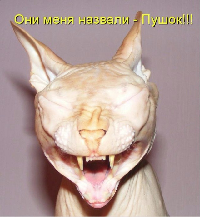 Фотобомбы котов