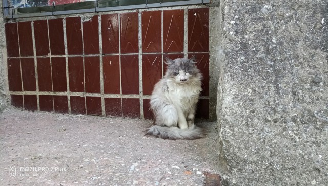 Котовторник 29.5.18