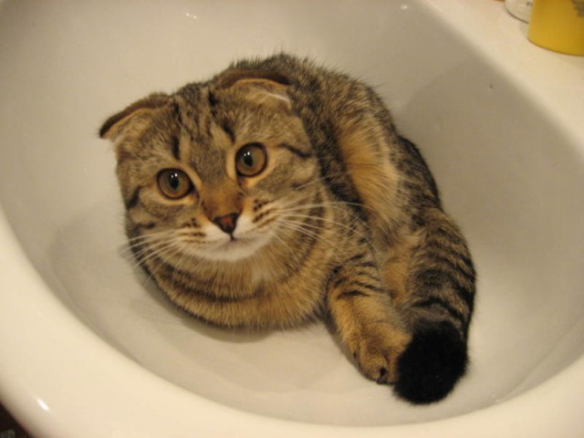 Прикольные коты на среду! ОЧЕНЬ МНОГО!