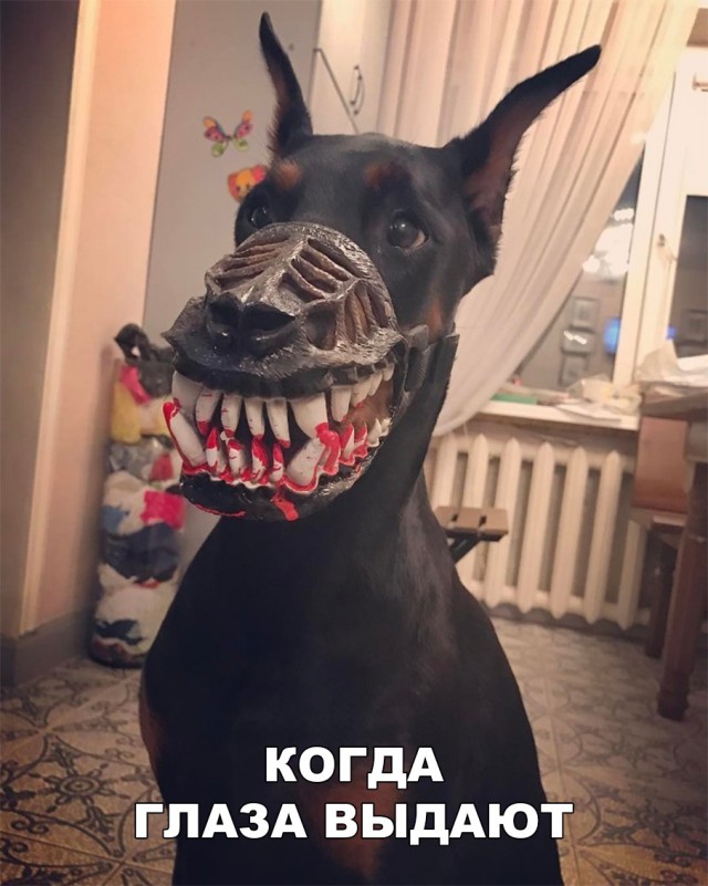 Прикольные картинки обо всём