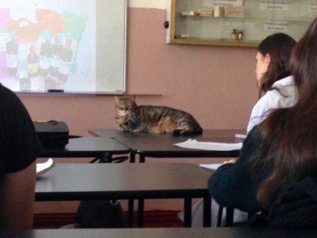 Картинки по-приколу