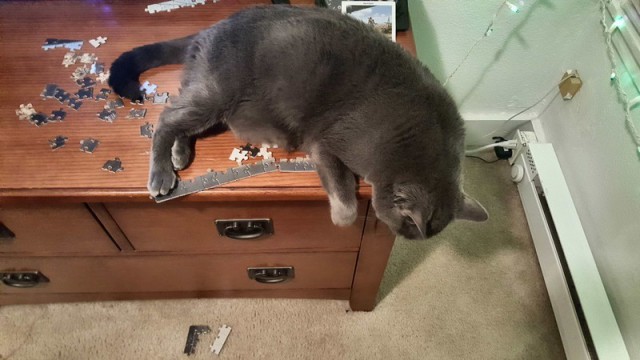 Прикольных котов пост
