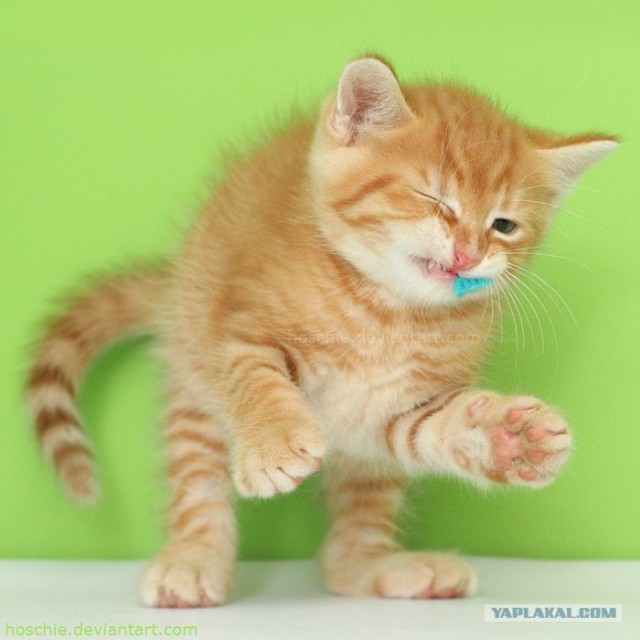 Котовторник. А как же?!