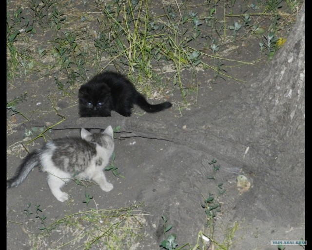 Котовторник, для любителей кошек