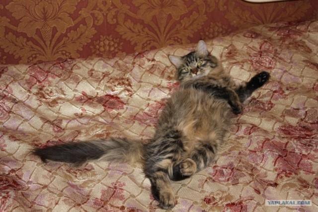 Котовторник 22.11.11