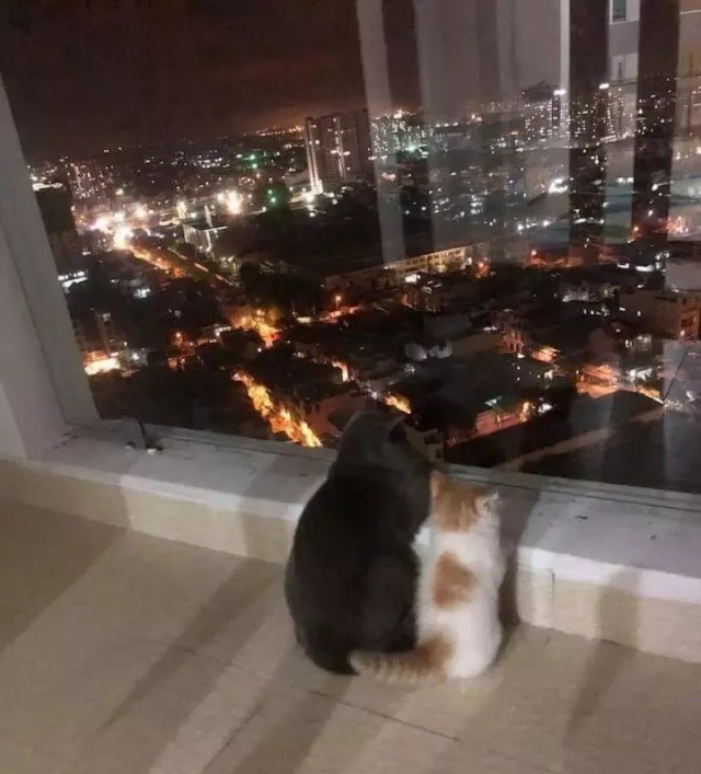 Прикольных котов пост