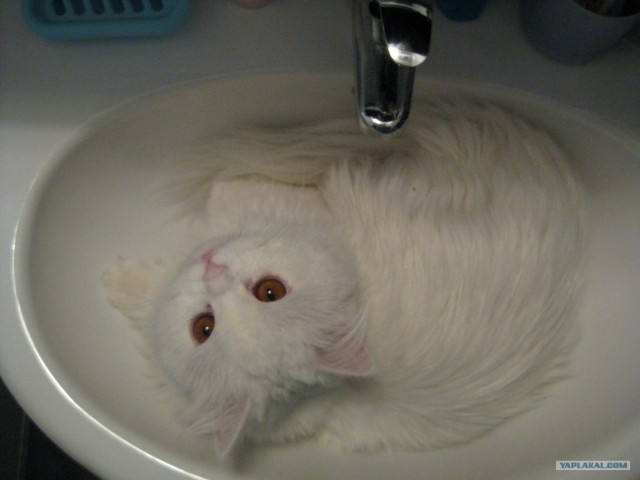 Котовторник (24. 01. 2012 )