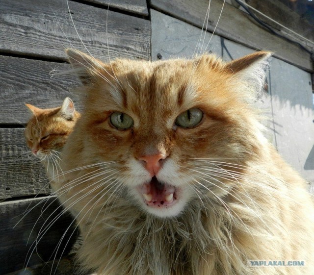 КОТОВТОРНИК (6.03.2012)