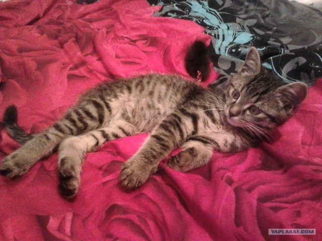 Котовторник 22.05.2012