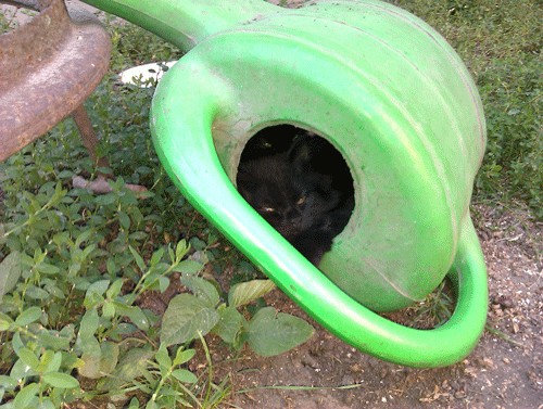 Котовторник 24.07.2012