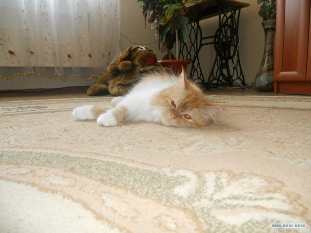 Котовторник 07.08.2012