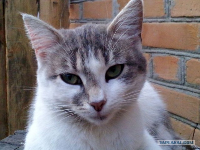 Котовторник  21.08.12