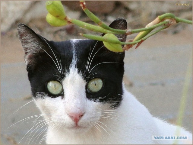 Котовторник  16.10.12