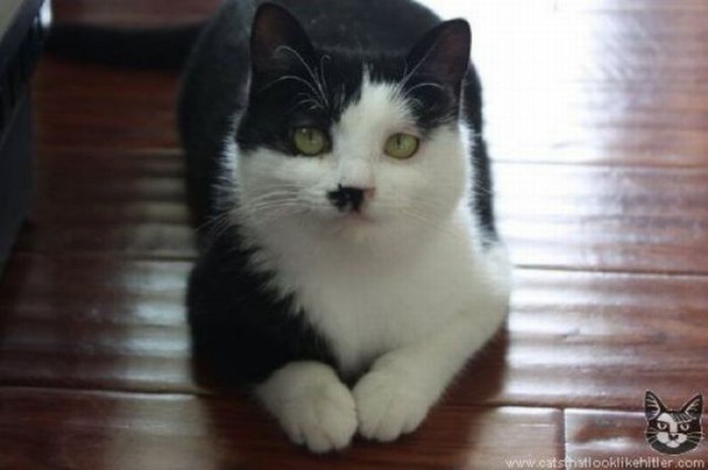 Это моя кошка