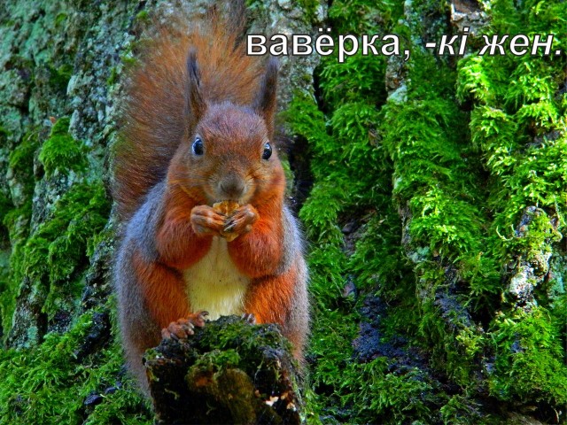 Немного белорусского языка