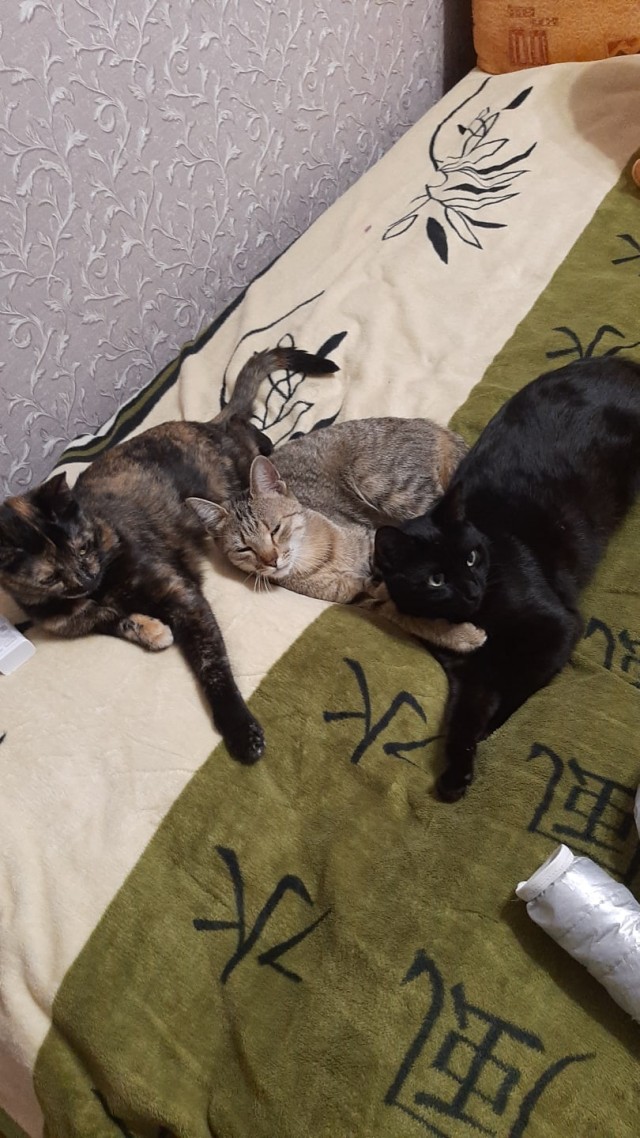 Живность из сети