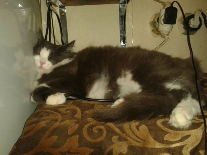 Что значит поза, в которой спит твоя кошка