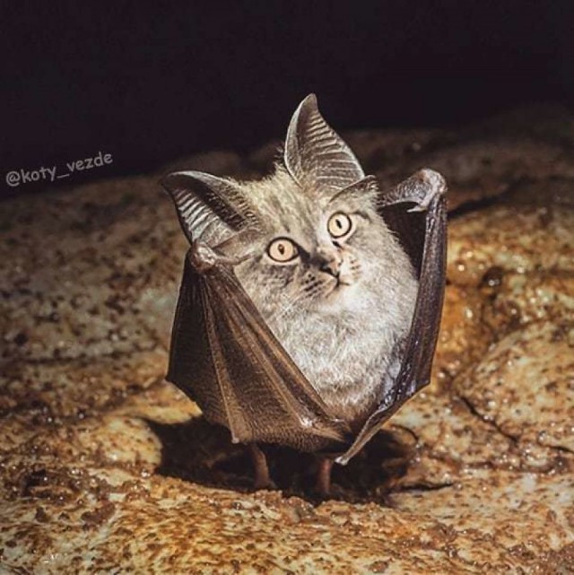 Коты везде