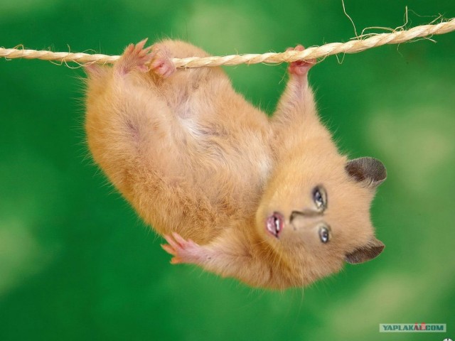 Фотожаба: Ксюша Собчак