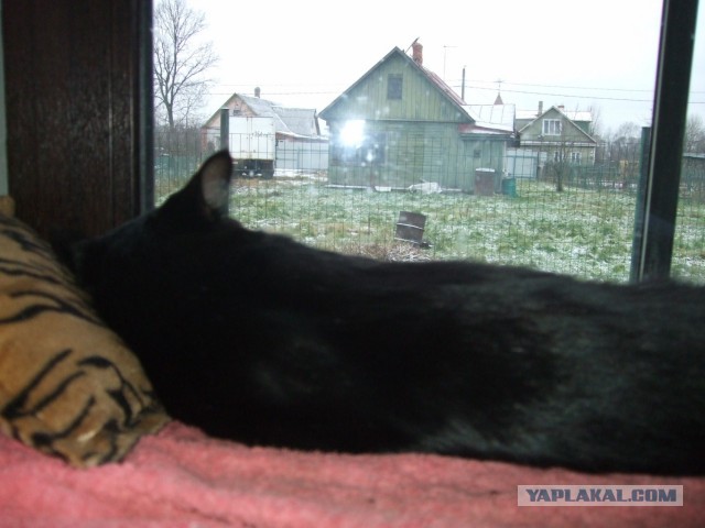 Котовторник
