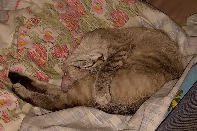 Коты, которые спят где попало и как попало