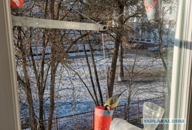 Почему в городах массово исчезают воробьи?