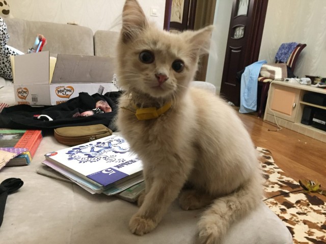 Котёночек сёма. Кот с окрасом гитлера. Кот сэм. Знаменитый кот сёма. Вечные котята.