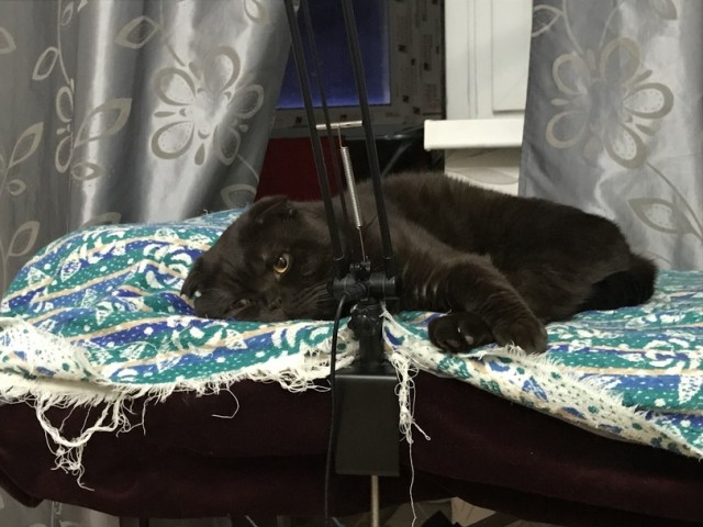 Подборка забавной живности