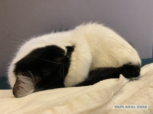 Котовторник. Добавляйте своих