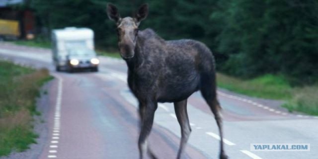 Внезапно... лосиха на улицах города