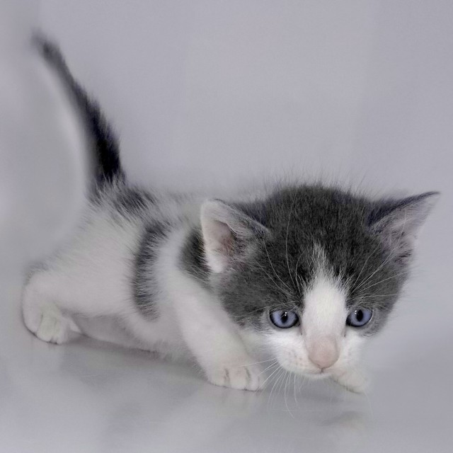 Котовторник же!