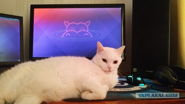С котовторником!