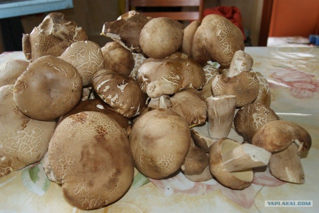 Пироги от © FrauMartы. Платиновый альбом.