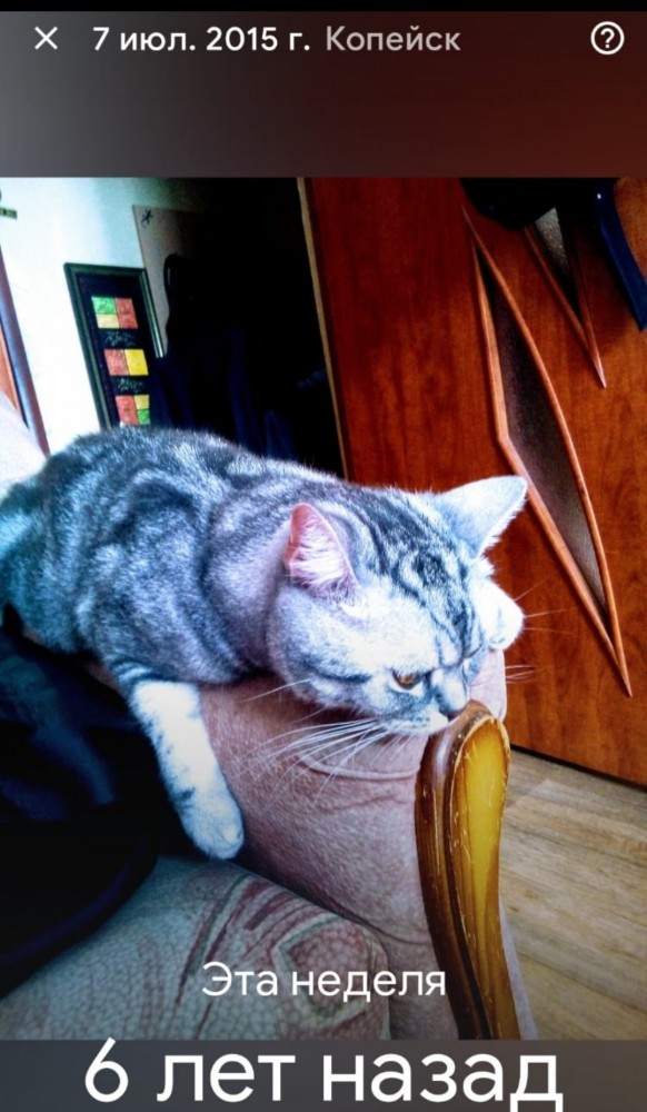 Хоба! Котовторник!